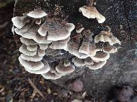 Trametes versicolor image