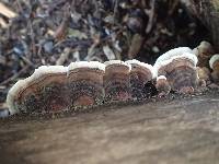 Trametes versicolor image