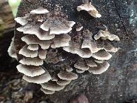 Trametes versicolor image
