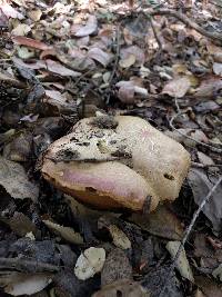 Boletus eastwoodiae image