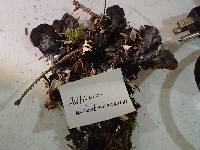 Peltigera membranacea image