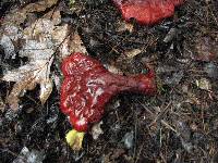 Ganoderma tsugae image