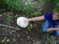 Calvatia gigantea image