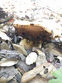 Boletus eastwoodiae image