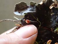 Peltigera membranacea image