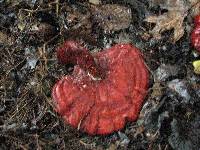 Ganoderma tsugae image