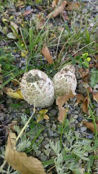 Coprinus comatus image