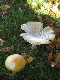 Amanita muscaria var. guessowii image