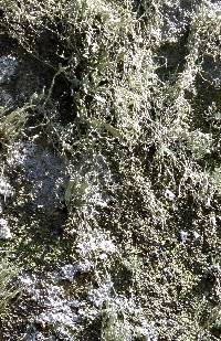 Ramalina menziesii image