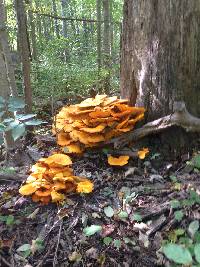 Omphalotus illudens image