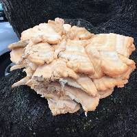 Laetiporus sulphureus image