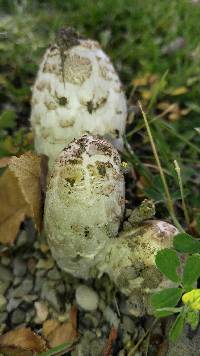 Coprinus comatus image