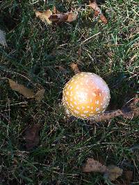 Amanita muscaria var. guessowii image