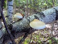 Piptoporus betulinus image