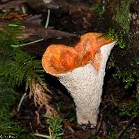 Gomphus floccosus image