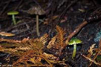 Hygrocybe psittacina var. psittacina image