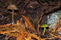 Hygrocybe psittacina var. psittacina image