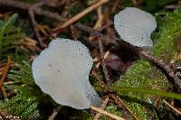 Pseudohydnum gelatinosum image