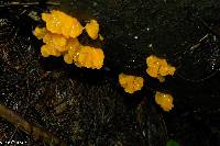 Tremella mesenterica image