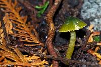 Hygrocybe psittacina var. psittacina image