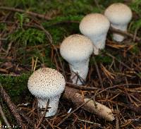 Lycoperdon perlatum image