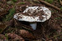 Russula brevipes image