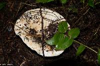 Russula brevipes image