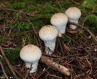 Lycoperdon perlatum image