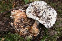 Russula brevipes image