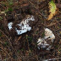 Russula brevipes image