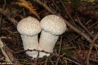 Lycoperdon perlatum image