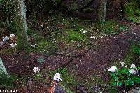 Russula brevipes image