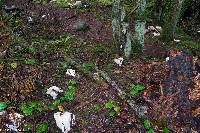 Russula brevipes image