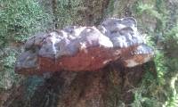 Ganoderma oregonense image