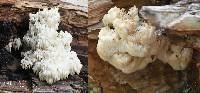 Hericium americanum image