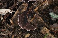 Trametes versicolor image