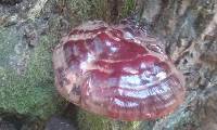 Ganoderma oregonense image