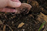 Trametes versicolor image