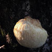 Hericium erinaceus image