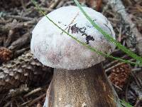 Image of Tylopilus porphyrosporus