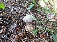 Tylopilus porphyrosporus image