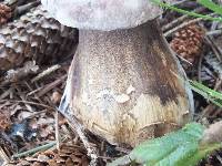 Tylopilus porphyrosporus image