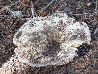 Russula brevipes image