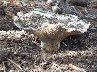 Russula brevipes image