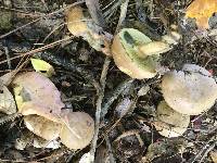 Boletus pallidus image