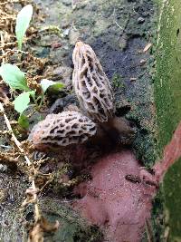 Morchella rufobrunnea image