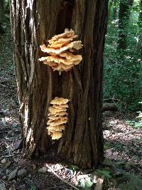 Laetiporus sulphureus image