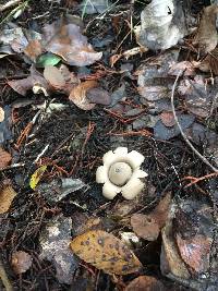 Geastrum saccatum image