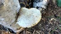 Fomitopsis betulina image