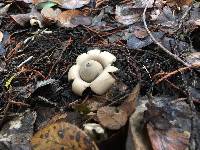 Geastrum saccatum image